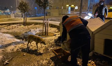 Buca Belediyesi, soğuk havalarda minik dostlarını unutmadı