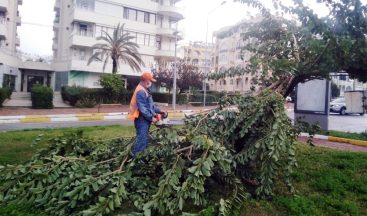 Büyükşehir fırtınadan devrilen ağaçlara müdahale etti