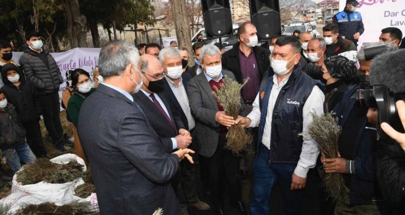 Büyükşehir Pozantı’da 80 bin lavanta fidesi daha dağıttı
