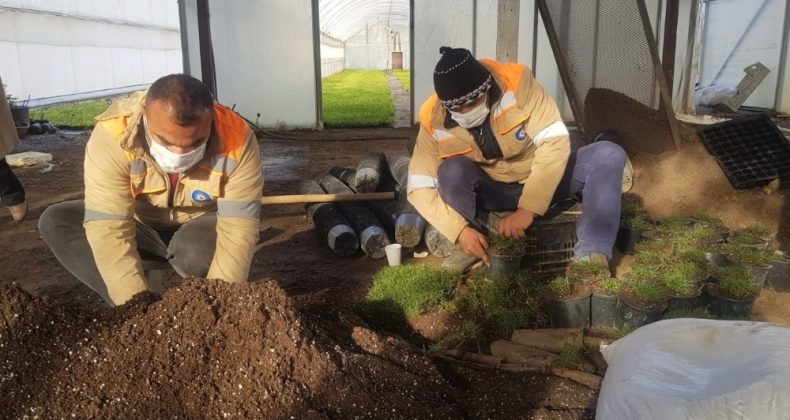 Antalya BB. Susuzluğa Dayanıklı Çim Üretiyor