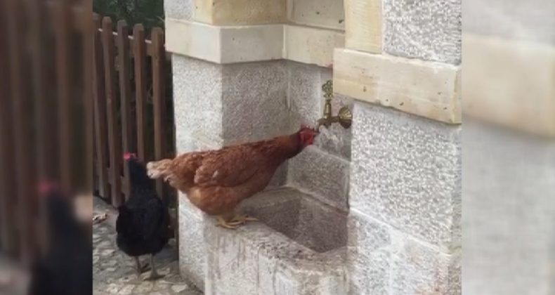 Çeşmeden su içen tavuk görenlere tebessüm ettirdi
