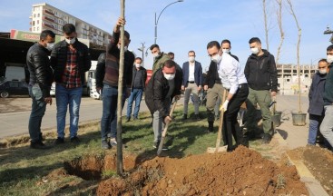 Cizre’de daha yeşil bir çevre için çalışmalar sürüyor