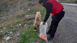 Daskut ekibi sokak hayvanlarını besledi