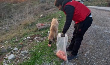 Daskut ekibi sokak hayvanlarını besledi