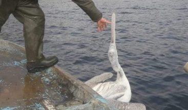 Demirköprü Barajı’nda balık ağına takılan pelikan kurtarıldı