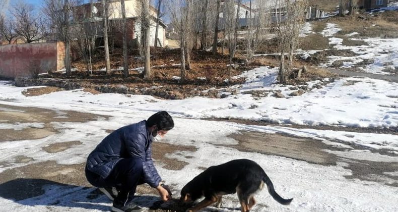 Demirözü’nde sokak hayvanları unutulmadı