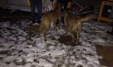 Donmak üzere olan köpek ve yavrularını Diyarbakır Büyükşehir Belediyesi ekipleri kurtardı