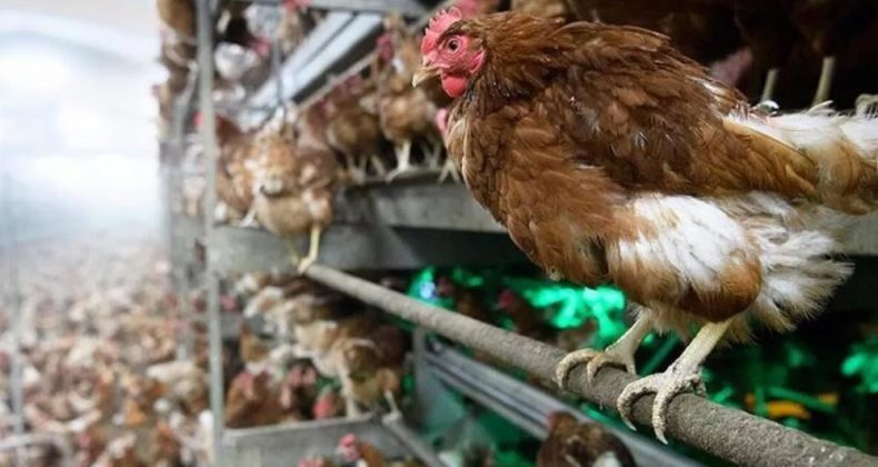 Düzce’den 4.2 milyon kanatlı hayvan sevkiyatı yapıldı