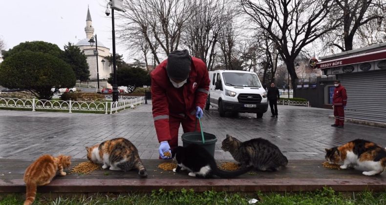 Fatih’te sokak hayvanları kısıtlamada unutulmadı