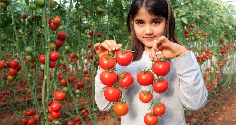 Fedakar üreticiler, pandemide mutfaklar için domates topluyor