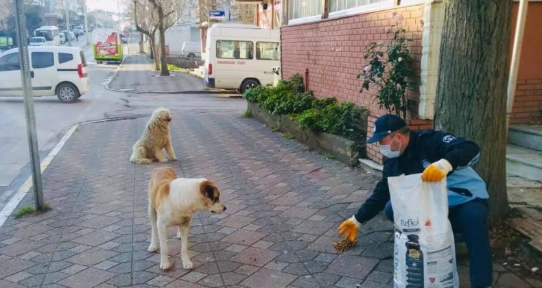 Hafta sonu sokak hayvanları unutulmadı