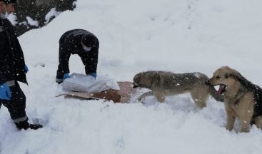 Hakkari’de sokak hayvanları karlı günlerde de unutulmadı