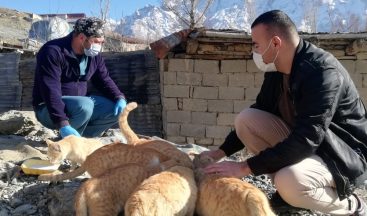 Hakkari’de sokak kedileri sevgiyle besleniyor