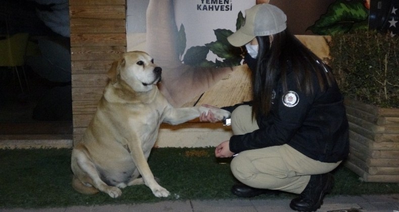 Uşak HAYDİ Ekibi Sokak Hayvanlarıyla Yeni Yıla Girdi