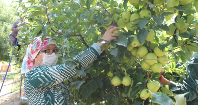 Isparta’da elma üretimi rekor kırdı, kentte bu sezon 900 bin ton elma üretildi