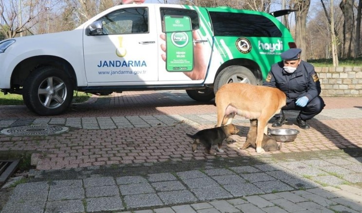 Jandarma sokak hayvanlarını besledi