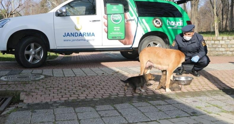 Jandarma sokak hayvanlarını besledi