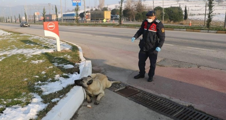 Jandarmadan yaralı köpeğe yardım eli