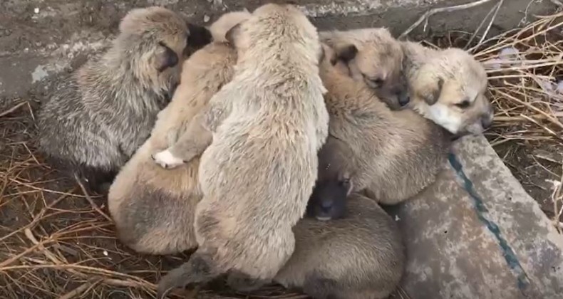 Kar altında kalan 9 yavru köpeği donmaktan son anda kurtardılar