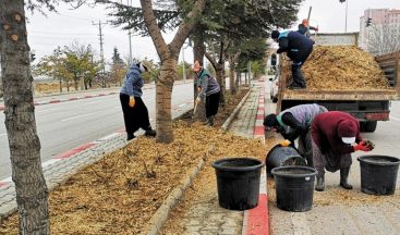 Karaman’da budanan ağaçlar gübre olarak kullanılıyor