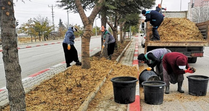 Karaman’da budanan ağaçlar gübre olarak kullanılıyor