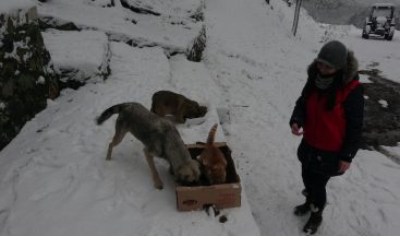 Karda aç kalan sokak hayvanlarını su ve mama bıraktılar