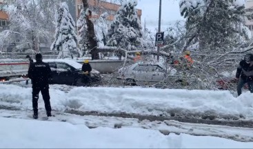 Karın ağırlığına dayanamayan ağacın dalı kırıldı, park halindeki araçların üzerine düştü