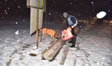 Kartepe Belediyesi sokak hayvanları için tüm önlemleri aldı