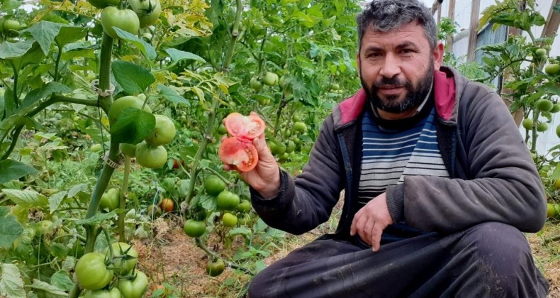 Kendi imkanıyla kurduğu serada organik domates yetiştiriyor