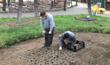 Kepez Kent Ormanı’na 145 bin adet soğanlı bitki ekildi