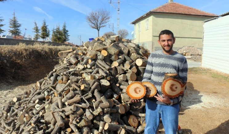 Kesilen Ağacın Gövdesinden “Ay Yıldız” Figürü Çıktı