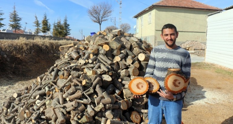 Kesilen Ağacın Gövdesinden “Ay Yıldız” Figürü Çıktı