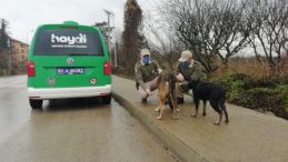 Kısıtlamada sokak hayvanlarını beslediler