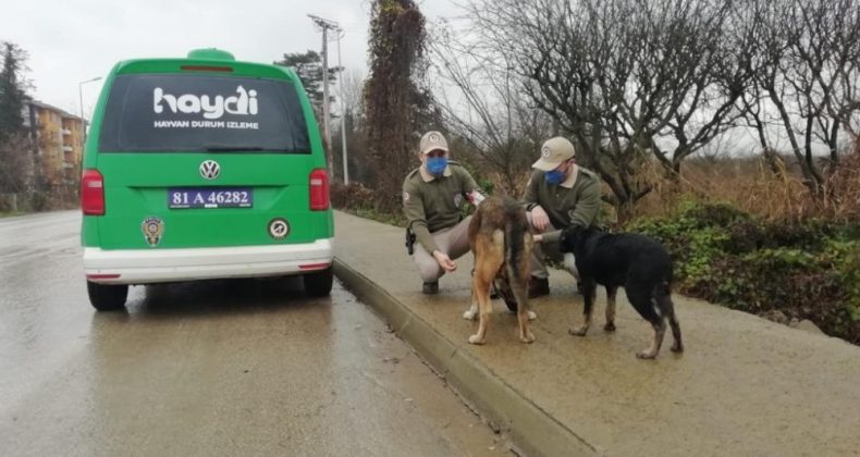 Kısıtlamada sokak hayvanlarını beslediler