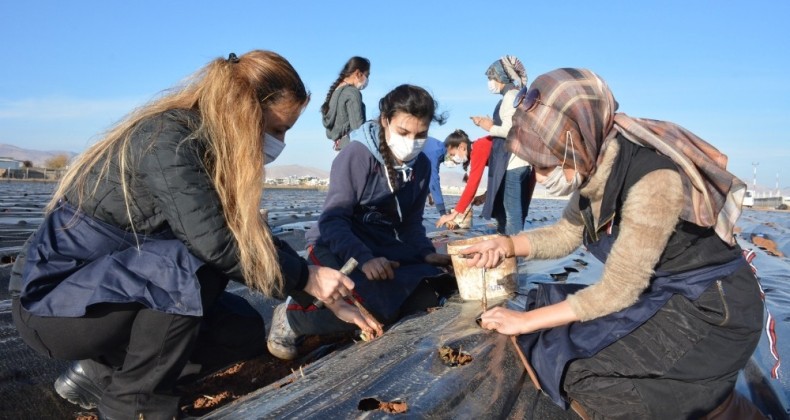 Kızıltepe’de kadınlar 100 bin çilek fidesini toprak buluşturdu