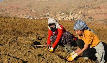 Mardin’de lavanta bahçesi oluşturuldu