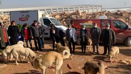 Milletvekili Taşdoğan sokak hayvanlarını unutmadı