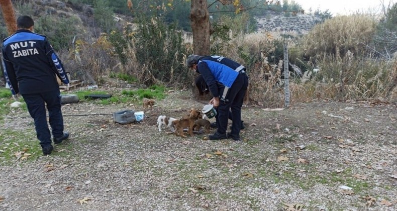 Mut’ta sokak hayvanları unutulmadı