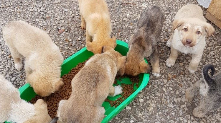 Pursaklar Belediyesi sokak hayvanlarına sahip çıkıyor