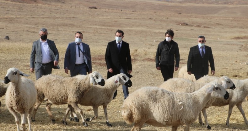 Sivas’ta küçükbaş hayvan yetiştiricileri birleşti, hedef 100 bin koyun