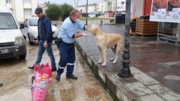 Sokağa çıkma kısıtlamasında sokak hayvanları unutulmadı