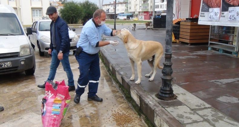 Sokağa çıkma kısıtlamasında sokak hayvanları unutulmadı