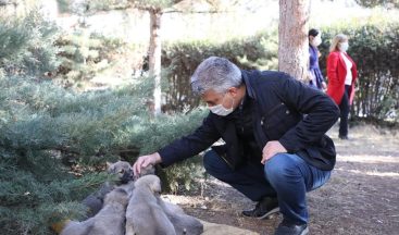 Sokak hayvanları için yem ve mama bırakıldı