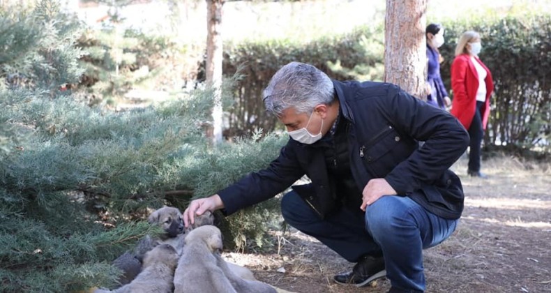 Sokak hayvanları için yem ve mama bırakıldı