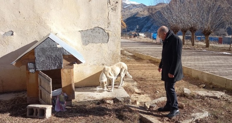 Sokak hayvanları kampanyadan gelen mamalarla besleniyor