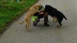 Sokak hayvanları kendileri besleyen belediye ekiplerini heyecanla karşıladı