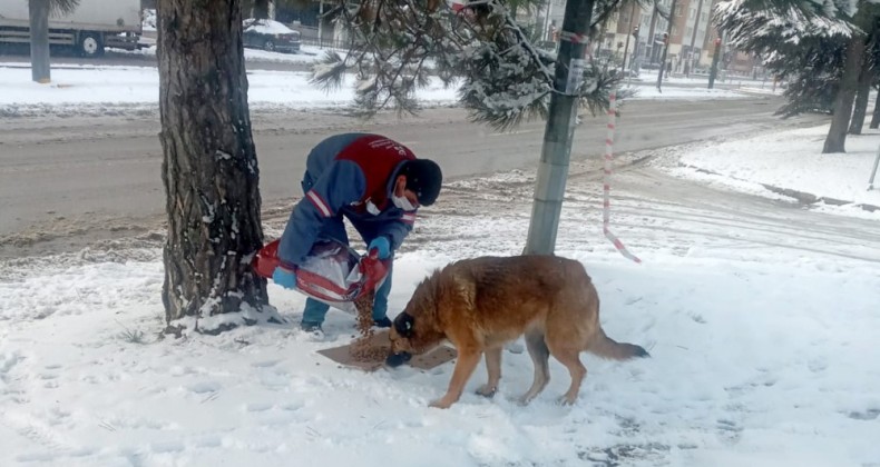 Sokak hayvanları unutulmuyor