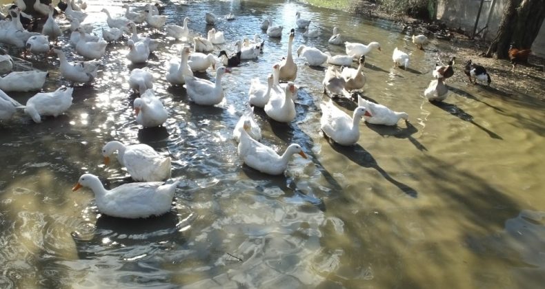 Torunlarına organik yumurta yedirmek için yola çıktılar, çiftlik sahibi oldular