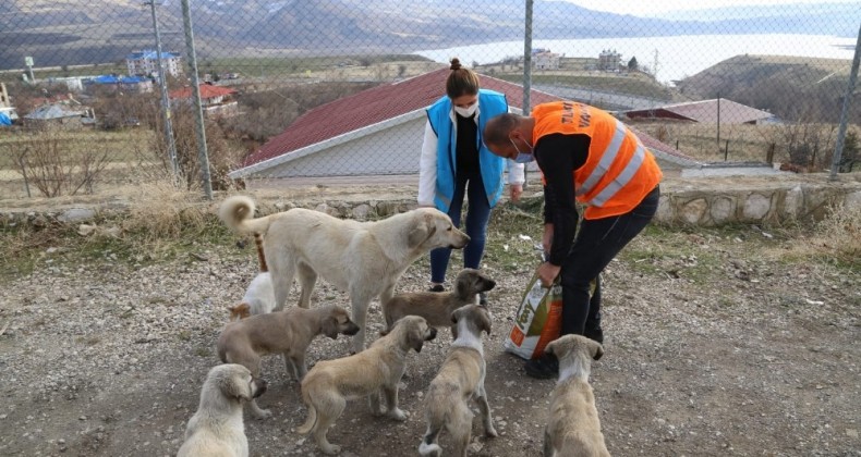 Tunceli’de sokak hayvanları için vefa ekibi görevde