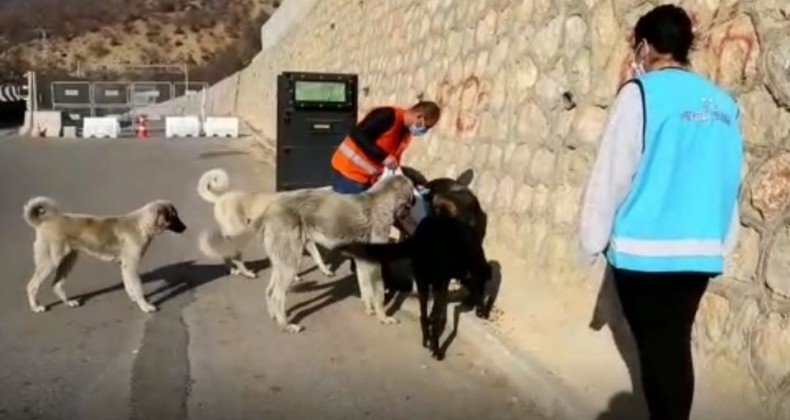 Tunceli’de sokak hayvanlarını unutmuyor